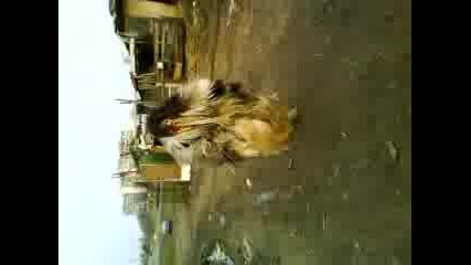 Kuker Kamber