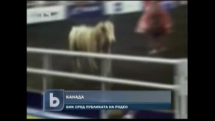 Бик нападна хора на родео