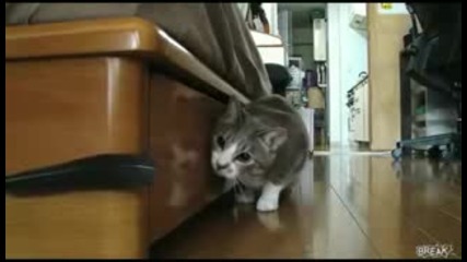Котка нинджа 
