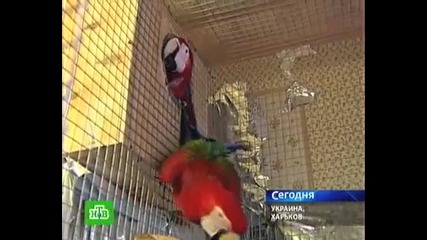 38 Папагала в Градска Квартира