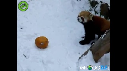 Малка червена панда си играе в снега