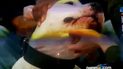Ужас ! Куче ухапва телевизионна водеща по лицето!