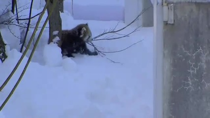 Red Panda playing in the snow