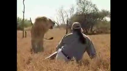 Amazing Video Man Vs Lion