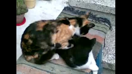 Котешки масаж
