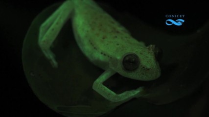 Учени откриха жаба, която свети в тъмнината