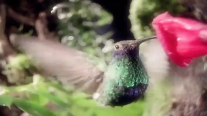 Richard Wagner - Siegfried Funeral March (hd)