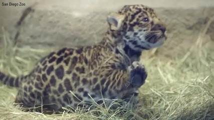 Новородено бебе ягуар прави първите си стъпки, San Diego зоологическа градина