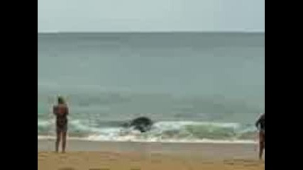 Слон в морето :)