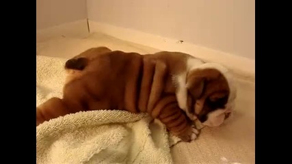 Baby Bulldog playing