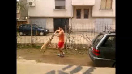 Pitbull!!!