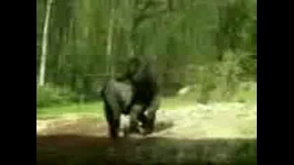 Маймуни Правят Секс 