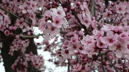 Joseph Haydn - String Quartet Fa Major Op.3 No.5 and trees blossoms