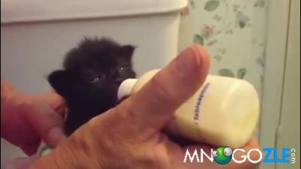 Коте опитва мляко за първи път