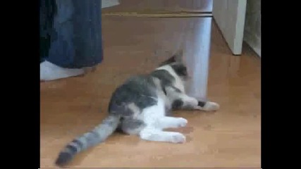Пияна котка