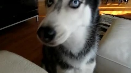 Пак говори Mishka_says_facebook_-_dog_talki