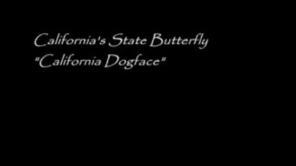 720p Hd California s state insect - Dogface Butterfly Life Cycle Documentary 