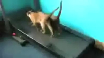 Компилация - Най - смешните котки които сте виждали