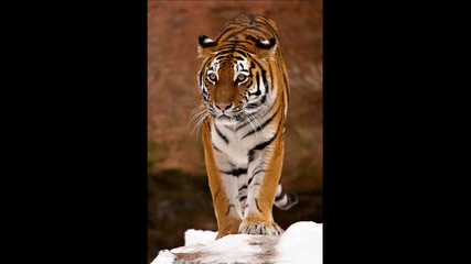 Survivor - Eye Of The Tiger (buzztech 2010 Remix)