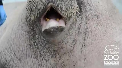 Морж издава странни звуци!