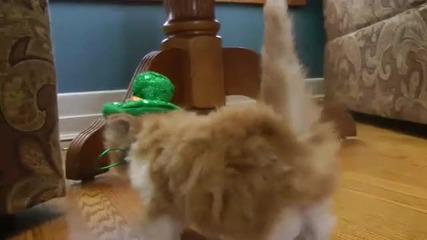 Много готина котка+++ 
