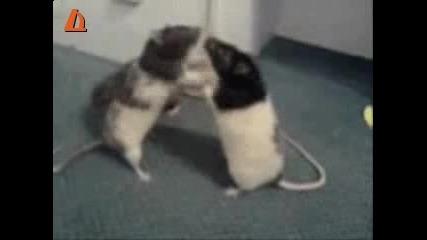 кеч с мишки смях !! 