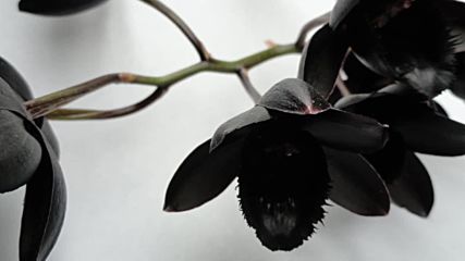 One black orchid