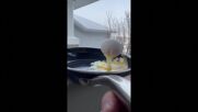Вижте как яйце замръзва за секунди след досег до полярния студ в Канада (ВИДЕО)