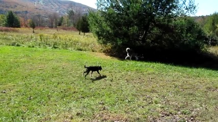 Kучетата Mishka & Мoki на планина