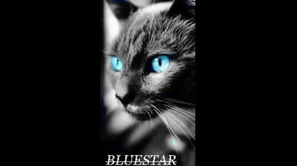 bluestar warrior cat