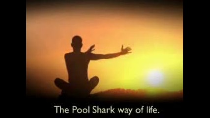 The pool Sharks - the Way of Life