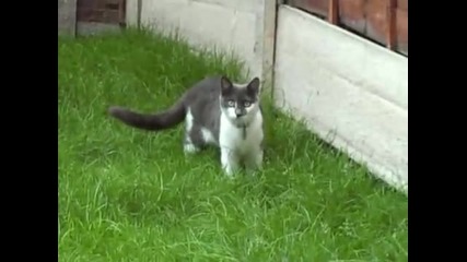 Атаката на котките