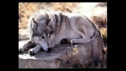 Fascinating Wildlife: Wolf