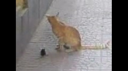 реално tom jerry 