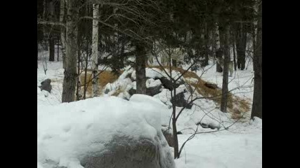 Wolves howling; Intl Wolf Centre, Mn 