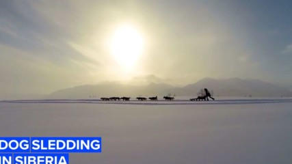 What dog sledding is like in sub zero Siberia