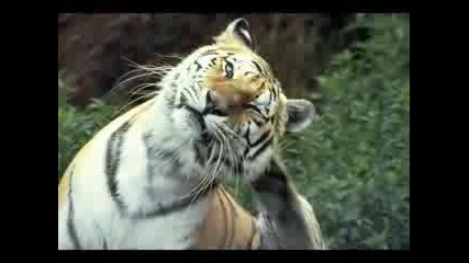 Tangerine Dream - Tyger