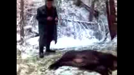 Лов на прасета в с. Чавдар дивсес (глас) 