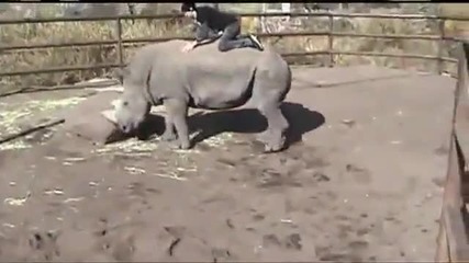 Пич язди носорог