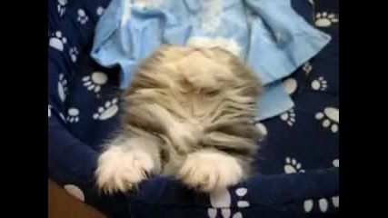 Изключително сладко котенце - заспиване 
