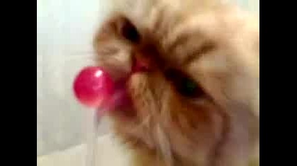 Коте ближе близалка