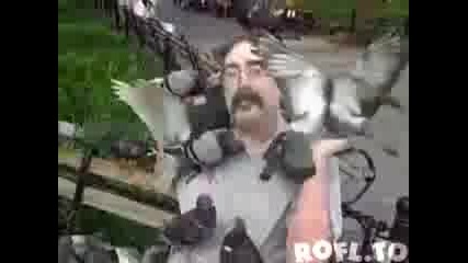 Гълъбите Обичат Този Човек 