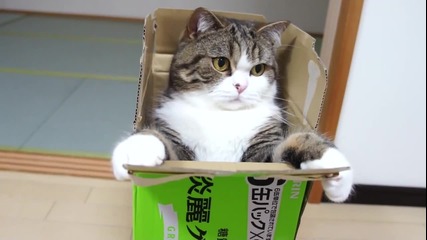 Шантавото дебело коте Мару и Кутийката
