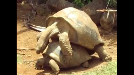 костенурки правят секс