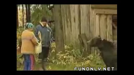 Мечка напада жена която я храни 