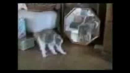 Funny Cats.3gp
