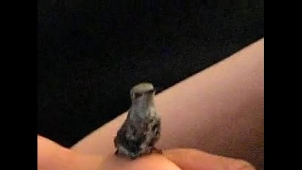 Спасено бебе колибри