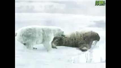 Animal Face - Off - Polar Bear vs. Walrus 