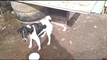 Куче ,което мрази водата... смях на аванта !!!