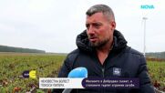 Непозната болест унищожава масивите с пипер в Добруджа и заплашва производителите с фалити